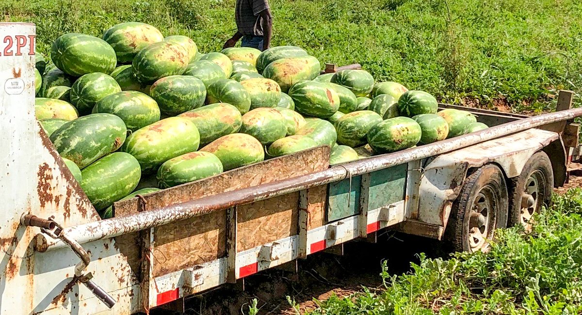 McCurry-farms